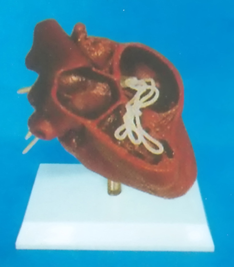 HEARTWORM DISEASE MODEL OF A DOG (OR CAT)